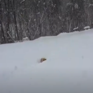 Tiny Dachshund Loves Hopping Through Deep Snow