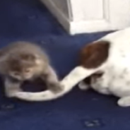 Tiny Kitten Says Hello To Staffy And Can’t Stop Playing With His Tail