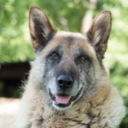 Top 5 ways to properly care for your senior pet