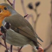 Traffic Noise Makes European Robins More Aggressive, Study Finds