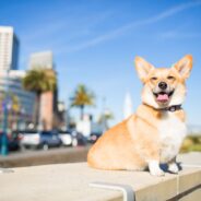 Training the Pembroke Welsh Corgi