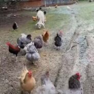 Turkeys Act as Mediators Between Two Rowdy Dogs Causing Trouble on Their Farm