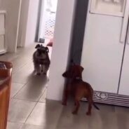 Two Dogs Spread Happiness on Reddit by Engaging in a Fun Game of Hide-and-Seek