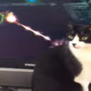 Unsuspecting Cat Is Bombarded With Video Game Lasers