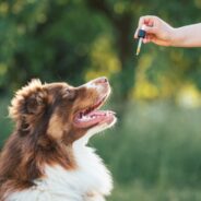 Using Homeopathic Principles for a Healthy Dog or Cat