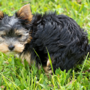 What Happened To White Dog Poop From The 1970s?