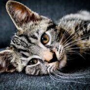 What is Whisker Fatigue in Cats?