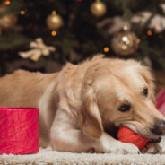 What NOT to Get Your Dog for the Holidays!