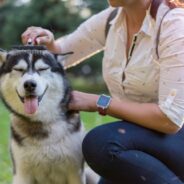 What’s the Best Dog Brush for Shedding?