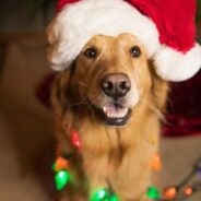 Which Dog Breeds is Santa Spoiling the Most This Holiday Season?