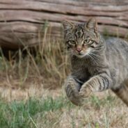 Wildcats May Be Reintroduced to South West England After Being Extirpated From the Region