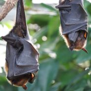 Woman Shares a Video of a Bat Sleeping Soundly Like a Baby on Her Lap