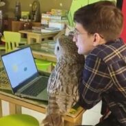 You’ll Be Surprised at This Owl that Acts Like a Cat — It’s Totally Adorable!