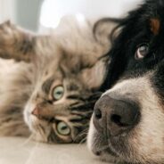 You’ll Find Yourself Comforted by This Video of a Cat Grooming and Showering a Dog with Kisses