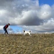 10 Dog Training Hand Signals