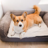 5 Best Dog Beds for Back and Joint Problems