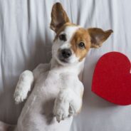 5 Fur-tastic Dog Themed Valentine Cards