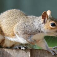 A Group of Women Devised a Plan to Carefully Save a Squirrel Trapped Inside Their Walls