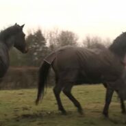 A Horse Trio Finally Had Their Most Anticipated Reunion After Four Years Thanks to Their Human Mom