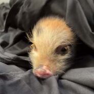 A Piglet was Abandoned in the Woods Until This Woman Took Her in and Gave Her a New Family