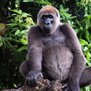 A Race Against Time to Save the Most Endangered Gorillas In The World