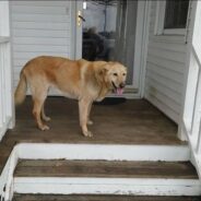 A Retriever-Shepherd Mix Was Found 4 Weeks Later and 62 Miles Away After Disappearing During Barn Fire