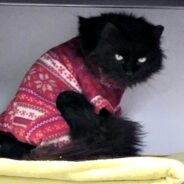 A Shelter Cat with a Fondness for Fashion Only Wants to Walk One Runway — Yours!