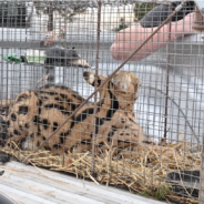 African Serval Cat Found Wandering Missouri Farm Sent to Rescue Sanctuary