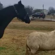 Amidst the Fear He Felt, This Horse Was Still Able to Call Dad to Save His Injured Mom