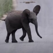 Baby Elephant Practices “Charging” In Kruger National Park