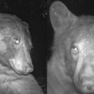 Bear Strikes Several Hundred Poses with City’s Wildlife Camera