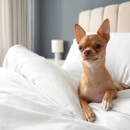 Best Dog-Friendly Hotel Chains