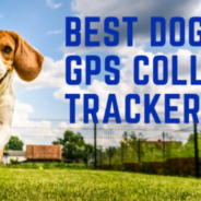 Best Dog GPS Collar Trackers For 2023