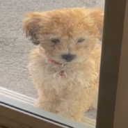 Big Sister Shows Tiny Puppy How To Use The Doggy Door