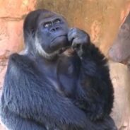 Camera Caught a Gorilla Deep in His Thoughts, and Twitter Users Had Fun Interpreting the Video