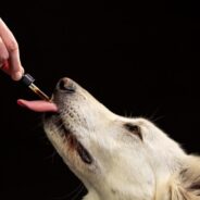 Can CBD help dogs with cancer?