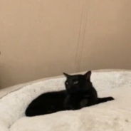 Cat Refuses To Move From Doberman’s Bed Despite His Protests