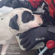 Coast Guard Rushes to Save Dog Who Fell Through Ice in Detroit River