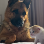 Confused German Shepherd Doesn’t Know What To Think Of A Tiny Kitten