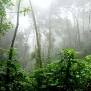 Conservationist from Peru has Amazingly Rescued 270 Animals and is Featured in the Amazon Documentary “Wildcat”