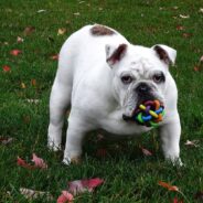 Could Your Pet Be PetSmart’s First-Ever Toy Tester in Chief? They’re Hiring!