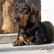 Couple Rescues Filthy Underweight Puppy, Their Toddler Thinks She’s a Rat