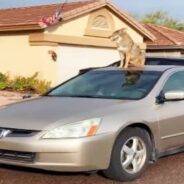 Coyote Claims Ownership of Neighborhood Car as He Looks Out for Roadrunners