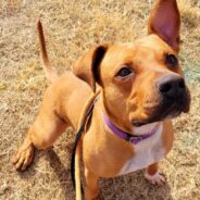 Crazy Cute Special Needs Boxer-Mix Needs Rescuing After Nearly a Year of Shelter Life