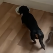 Dachshund Refuses To Give Up His Old, Stinky Ball