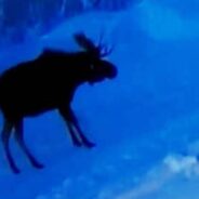 Discover the Reason Why Moose Grow Antlers in Spring and Shed Them in Winter