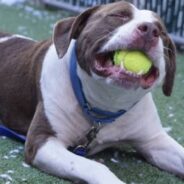 Dog Abandoned By His Family Finds Comfort In Shadows At Shelter