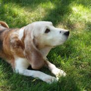 Dog Adopted Late in Life Becomes Therapy Pup for Seniors and Kids