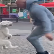 Dog Breaks World Record For Jumping Rope On His Hind Legs