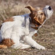 Dog Lotion, Sprays and Soothers for Dry Skin